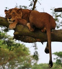 tree climbing lions of Ishasha