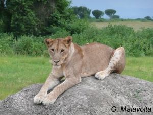 Lion in Queen Elisabeth