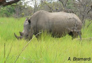 Rhino of Ziwa