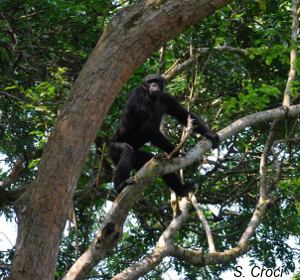 chimp in a tree