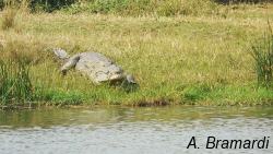 Crocodile near the Nile